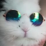 I have 3 cats a dog and a rabbit. I am very good with animals and love them! Thank you!