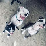 Available: Reliable Animal Caregiver in Bloomington