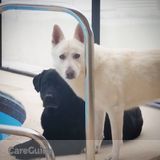 Seeking reputable sitter to check on our dogs for one night.