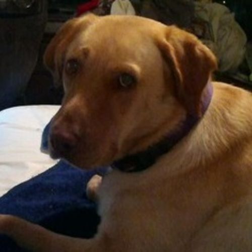 Pet Care Provider Shelia A's Profile Picture