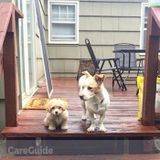 In-Home Pet Sitter Needed