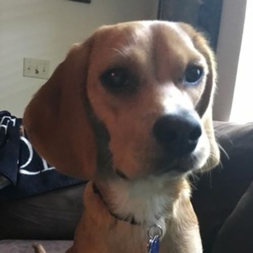 Pet Care Job Kaily K's Profile Picture