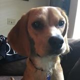 Looking for an on call dog walker and over night sitting