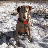 Affectionate and Outgoing Dog and Cat Sitter Needed