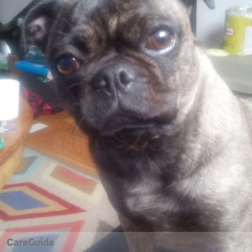 Pet Care Provider Carole Lyon's Profile Picture