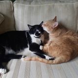 Crazy Cat Lady", also loves dogs