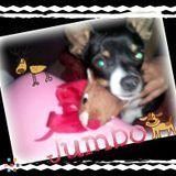 Fun, caring, genuine pet lover ..