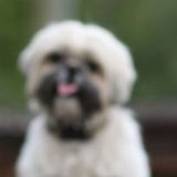Hiring A Pet Sitter Asap