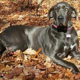 Sitter for Dame and pups this coming weekend (Dec 21st)