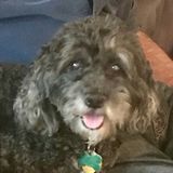 Marblehead Pet Sitter in my home needed
