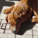 Sitter for dogs and cats