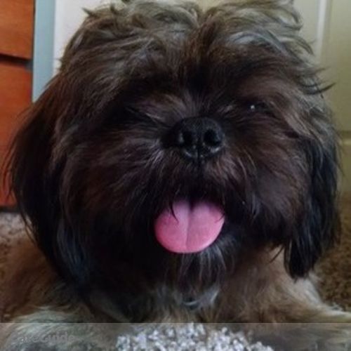 Pet Care Provider Jasmine R's Profile Picture
