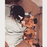 Wonderful Dog Walker in Derby