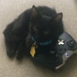 For Hire: Skillful Pet Trainer in Estero