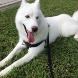 Sitter needed for lovable Husky!