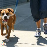 Reliable and Loving Pet Walker / Sitter Available