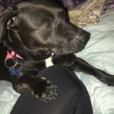 College Student interested In Baton Rouge Petsitter Jobs
