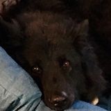 Opportunity: Pet Sitting Professional