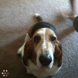 Loving and Experienced Pet Care