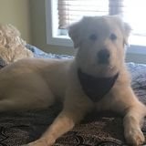 Georgetown Pet sitter/walker