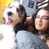 Wonderful Pet Service Provider in Rego Park