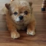 Capable Dog Walker in Reedley
