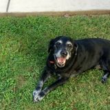 I've been housesitting as well as pet sitting and a property caretaker for luxury vacation homes for nearly 30 years.