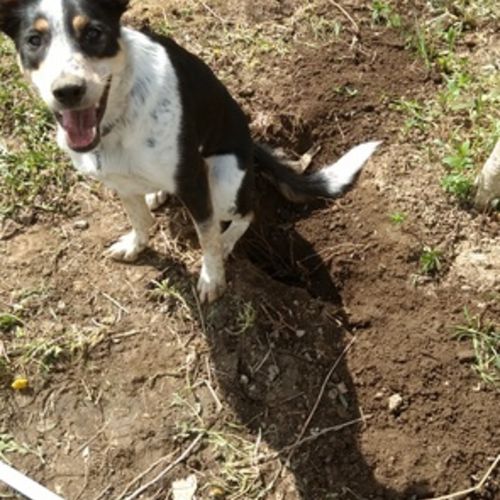 Pet Care Job Stefanie Rudzinski's Profile Picture