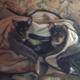 Great Animal Caregiver Available Immediately