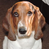 Tucson, Arizona Dog Walker Opportunity