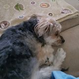Talented Dog Sitting Professional Available Immediately