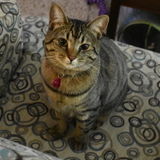 Looking for a pet sitter to keep my cat active throughout the day