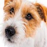Careful Dog Sitter Wanted Immediately
