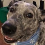 Interviewing For a Petsitter Opportunity in Sahuarita