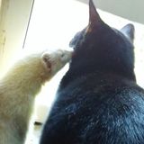 A dog-gone lover of furry, paw-some friends!