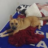 Seeking a Dog Sitter Opportunity in London