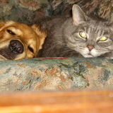 Dog walking/boarding, and cat sitting