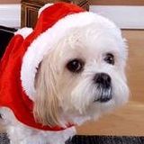 Yonge dog LOVE LOVE LOVER looking to take care of family member