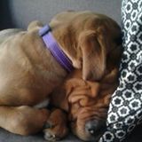 pet sitter in Saint-Sauveur