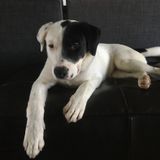 Loving Pet Sitter in La Grange Park