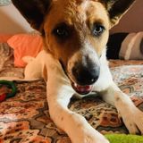 Available: Awesome pet lover in Lindale. I promise you wont be disappointed.