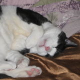 25+ Years Of Kitty Care Experience Ranging From Kittens To Seniors. 14 Years Dog Experience From Puppy To Senior.