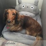 Dog Sitting Services (overnight or weekends)