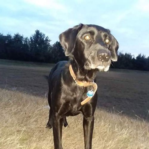 Pet Care Provider R T (randy) T's Profile Picture