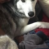 Loving Pet Sitter in Victoria