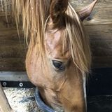 Horse Sitter wanted over the holidays