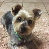 I Love my Dog and all others!