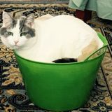 Cat sitter available in Amherst area