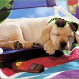 The Harmony Hut Pet Sitting & Boarding