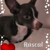 Just care for my 2 yr old ESA companion pup, Rascal, for at